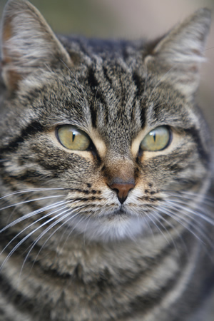 IMG_0988gatto4short.jpg