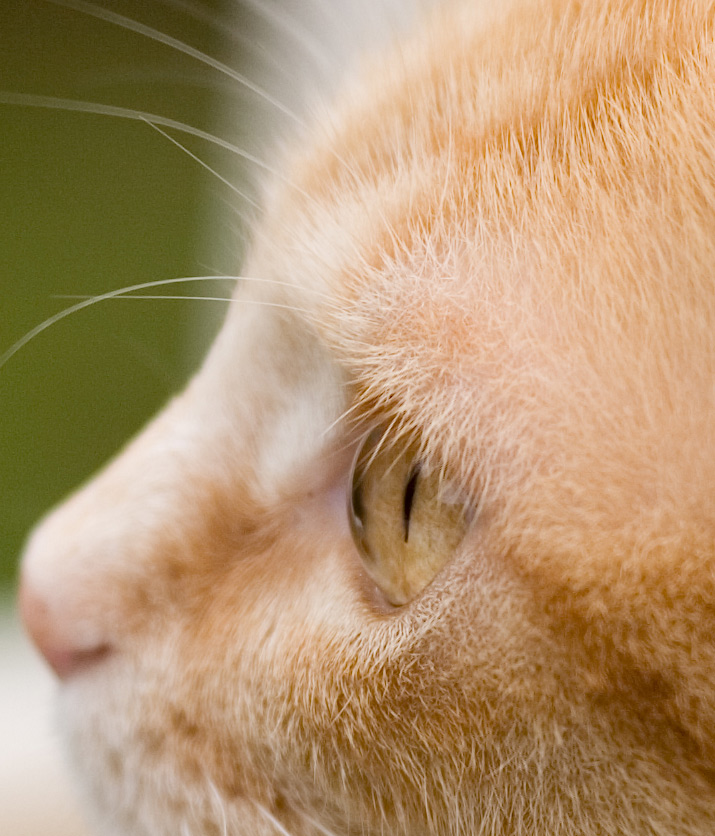 IMG_100%crop.jpg