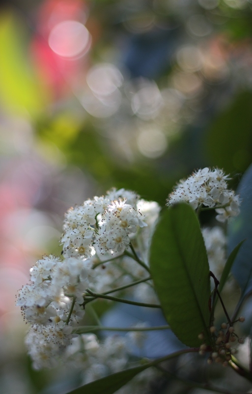 IMG_1375rawc.JPG