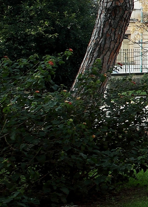 IMG_1447_Crop1.jpg