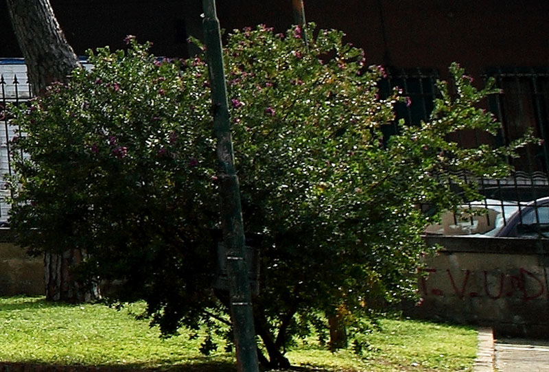 IMG_1453_Crop.jpg