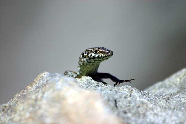IMG_1584_2mini.jpg
