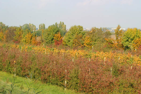IMG_1615dweb.jpg