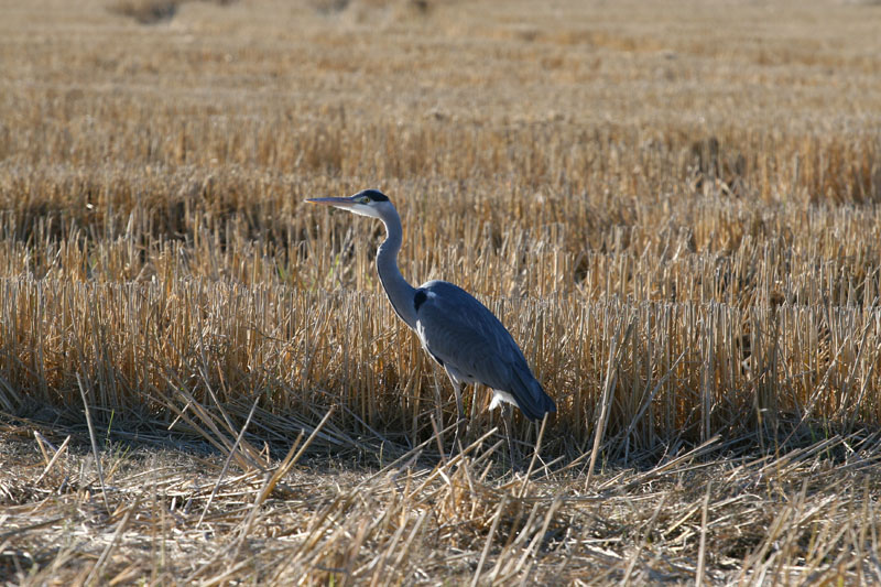IMG_1652 p4u.jpg
