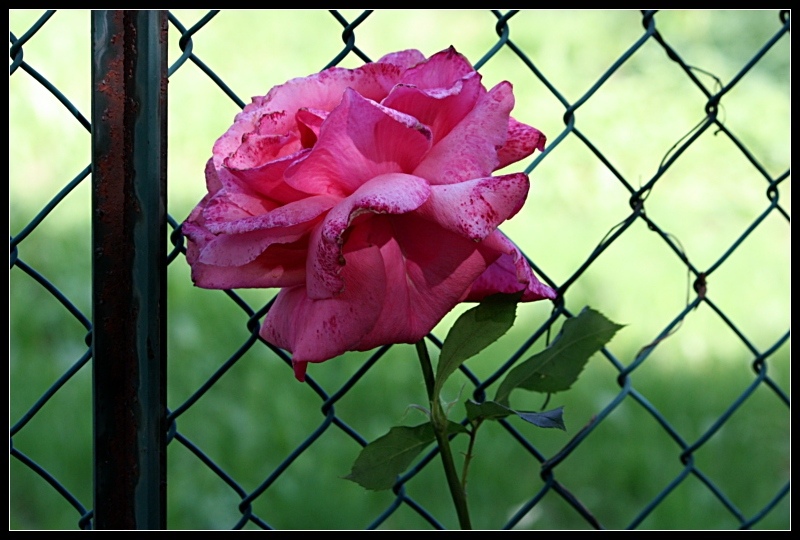 IMG_2382_b4.JPG