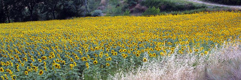 IMG_2556c.JPG