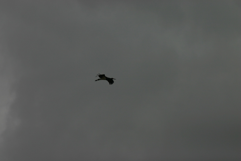IMG_2615.jpg
