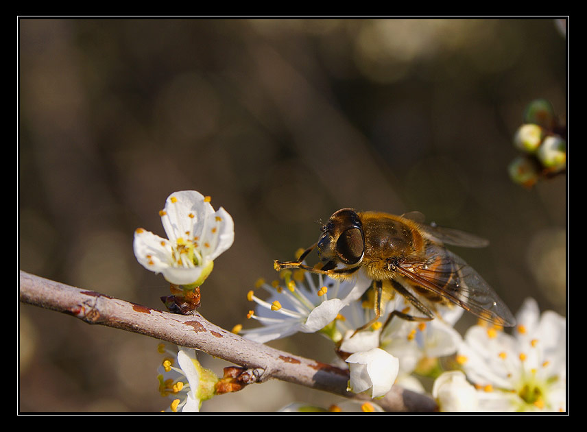 IMG_2939web.jpg