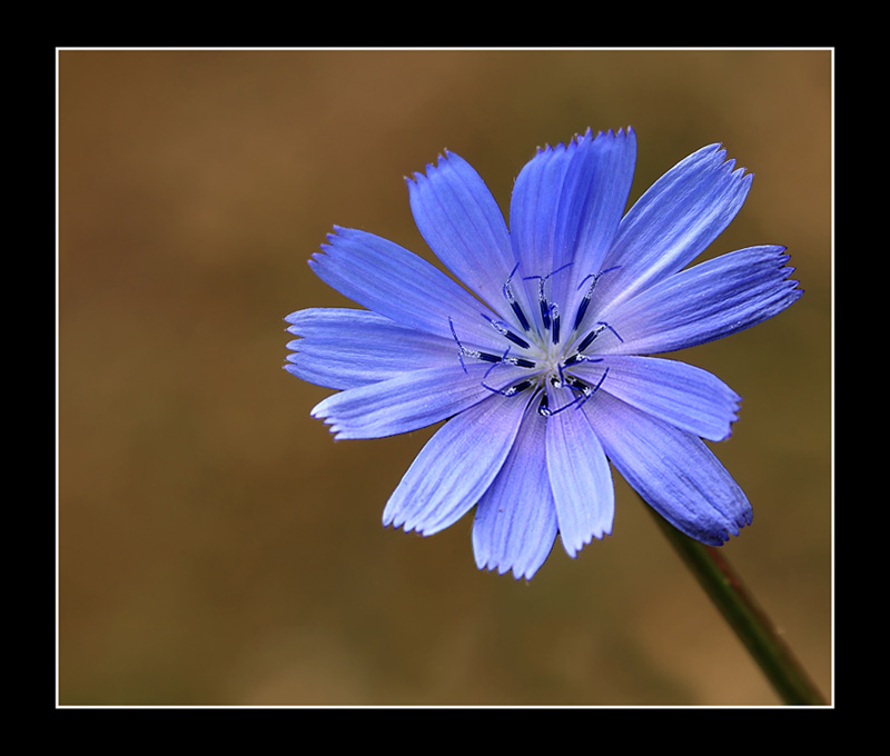 IMG_3790-FIORE800-mix.jpg