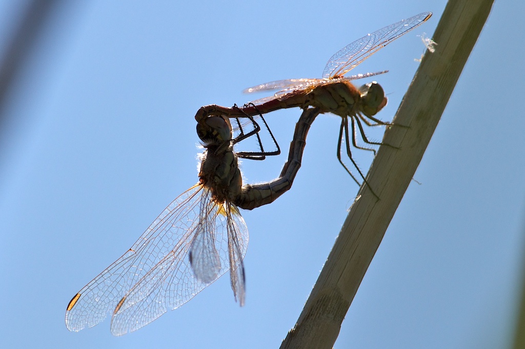 IMG_4110 - Version 2 (1).jpg
