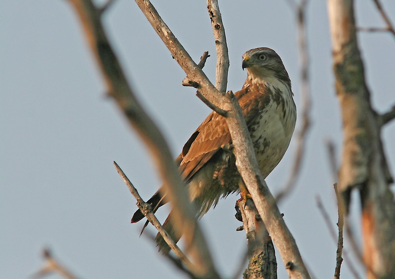 IMG_4852_poiana.jpg