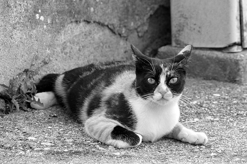 IMG_4973_rid2bn.jpg
