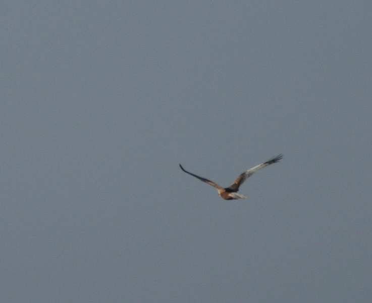 IMG_5121.jpg