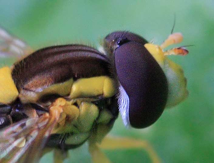 IMG_5237crop.jpg