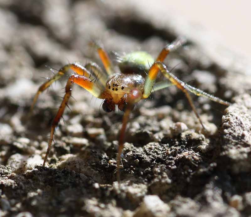 IMG_5596-SPIDER2-800lt.jpg