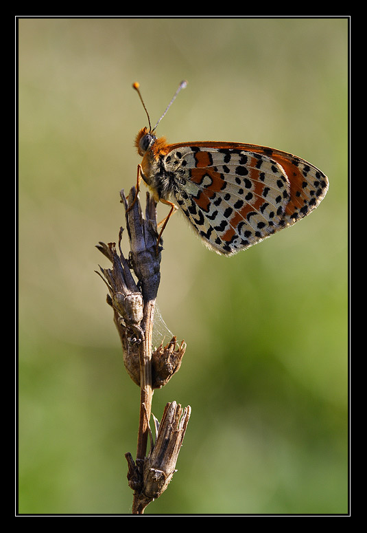 IMG_5798web.jpg