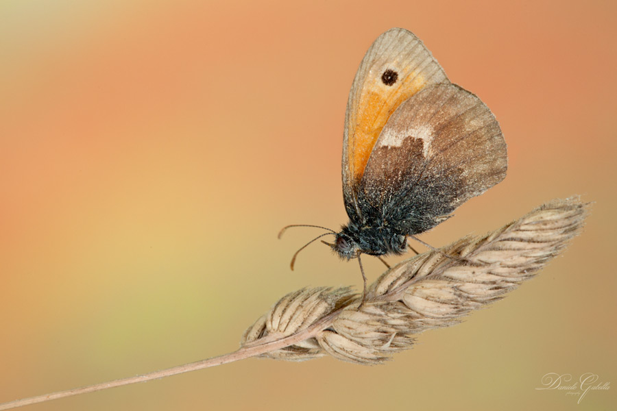 IMG_6663-Coenonympha-pamphilus.jpg