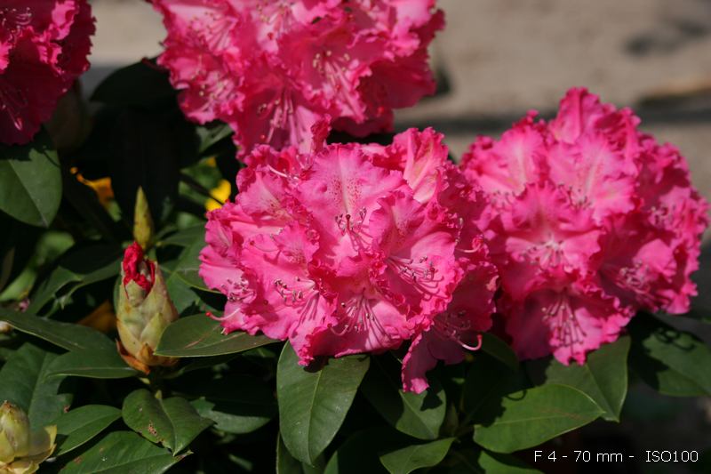 IMG_6924_tn.jpg