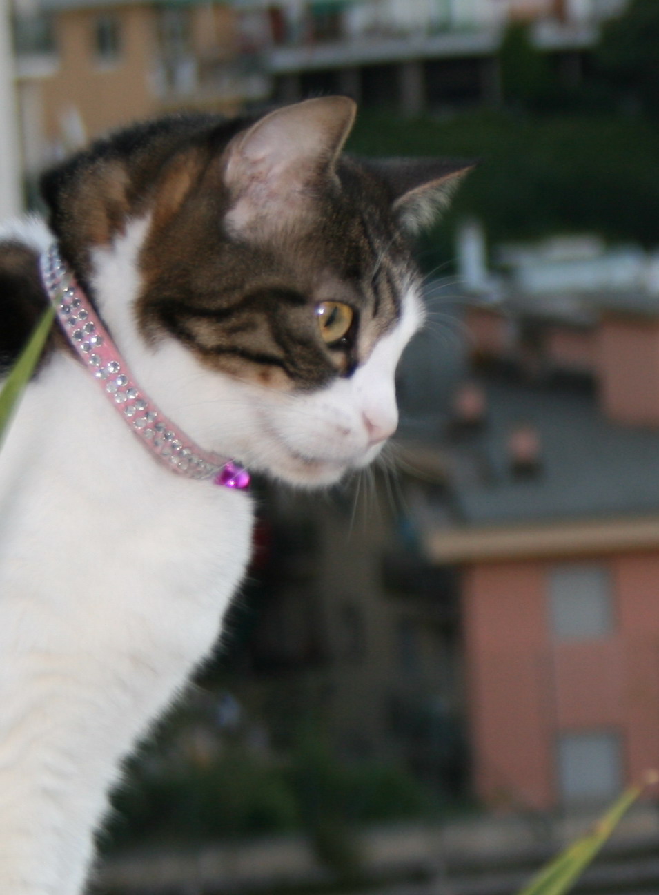 IMG_7519 crop.jpg