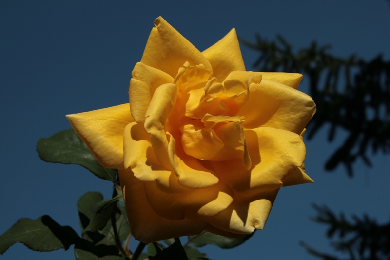 IMG_7967..JPG