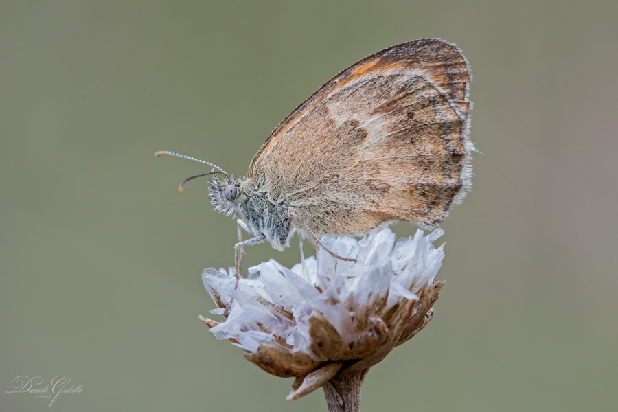 IMG_9100-Coenonympha-pamphilus.jpg