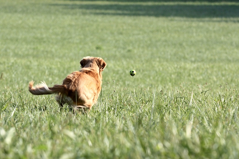 IMG_9459c.JPG
