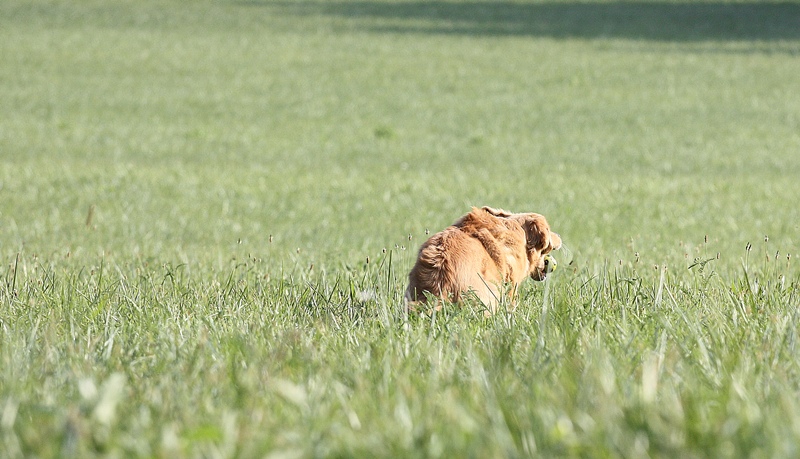 IMG_9460c.JPG