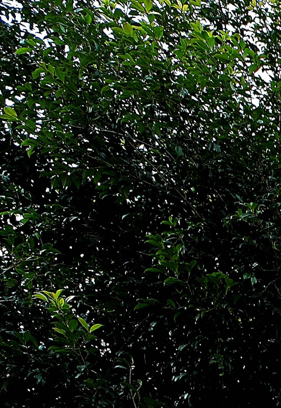 IMG_Crop_1.jpg