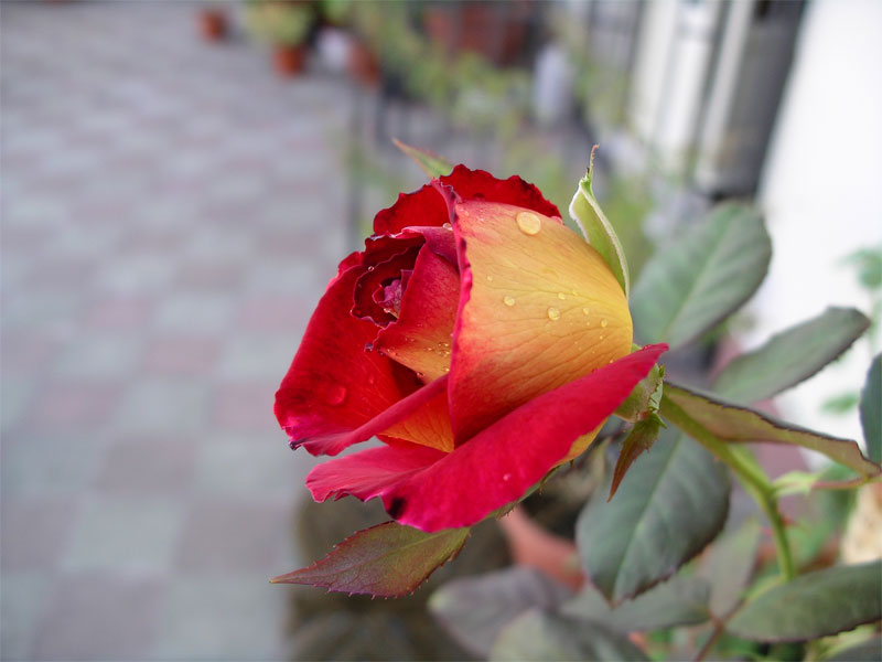 IMGP0314.jpg