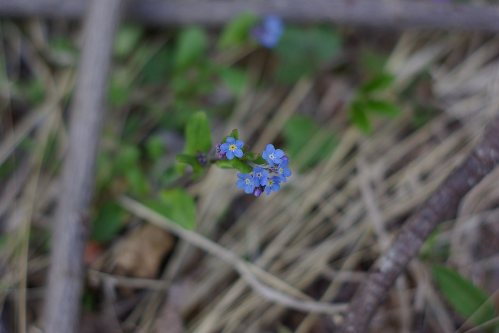 Imgp0920.jpg