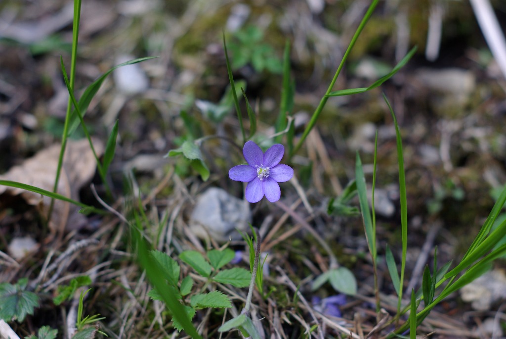 Imgp0924.jpg