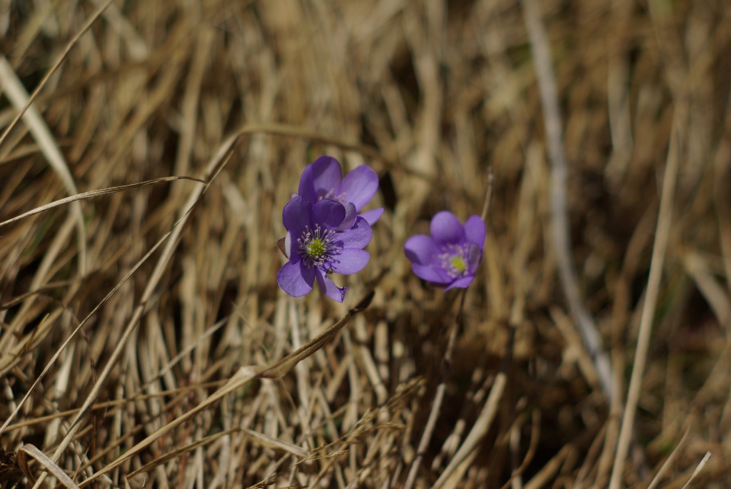 Imgp1043.jpg
