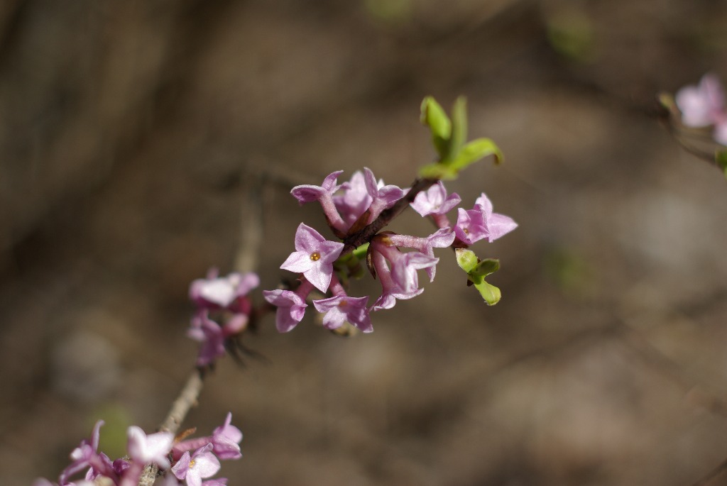 Imgp1045.jpg