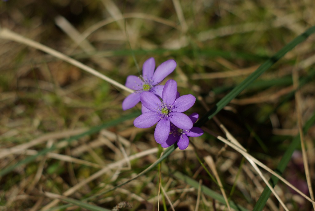 Imgp1102.jpg