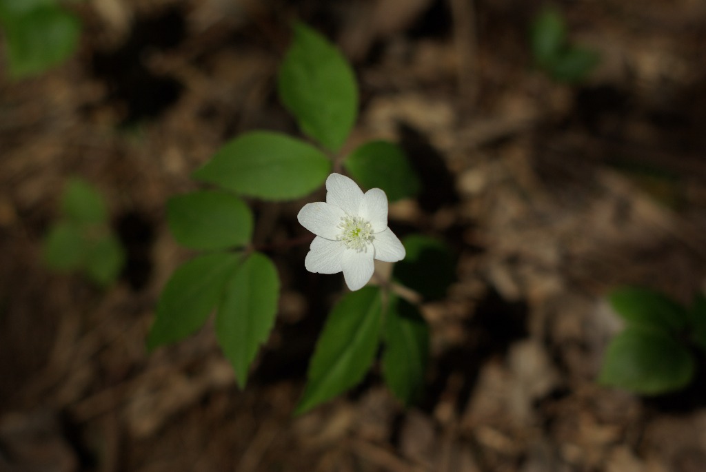 Imgp1111.jpg