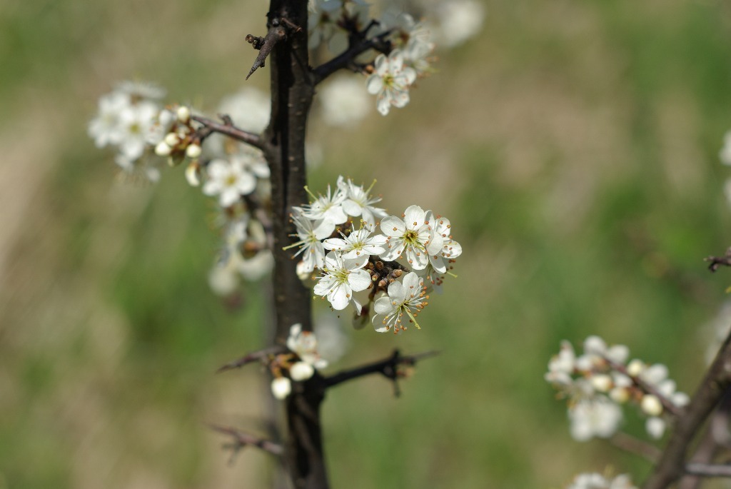Imgp1114.jpg