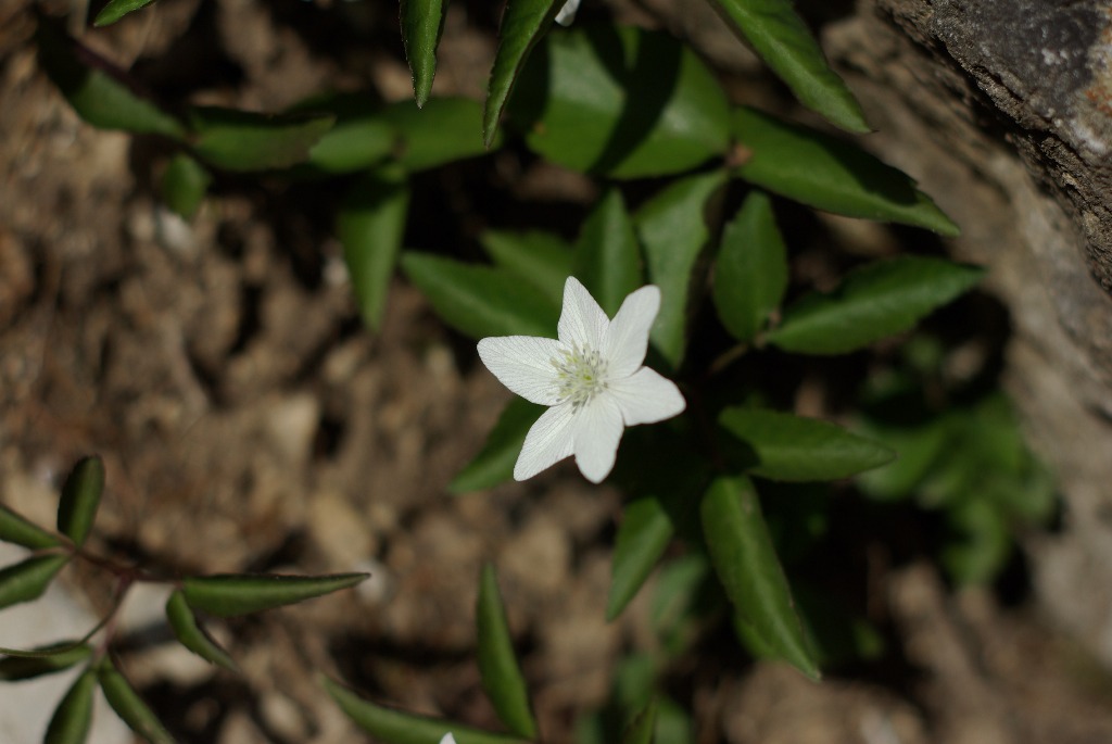 Imgp1118.jpg