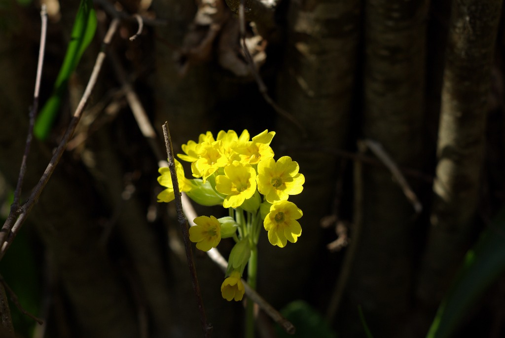 Imgp1130.jpg