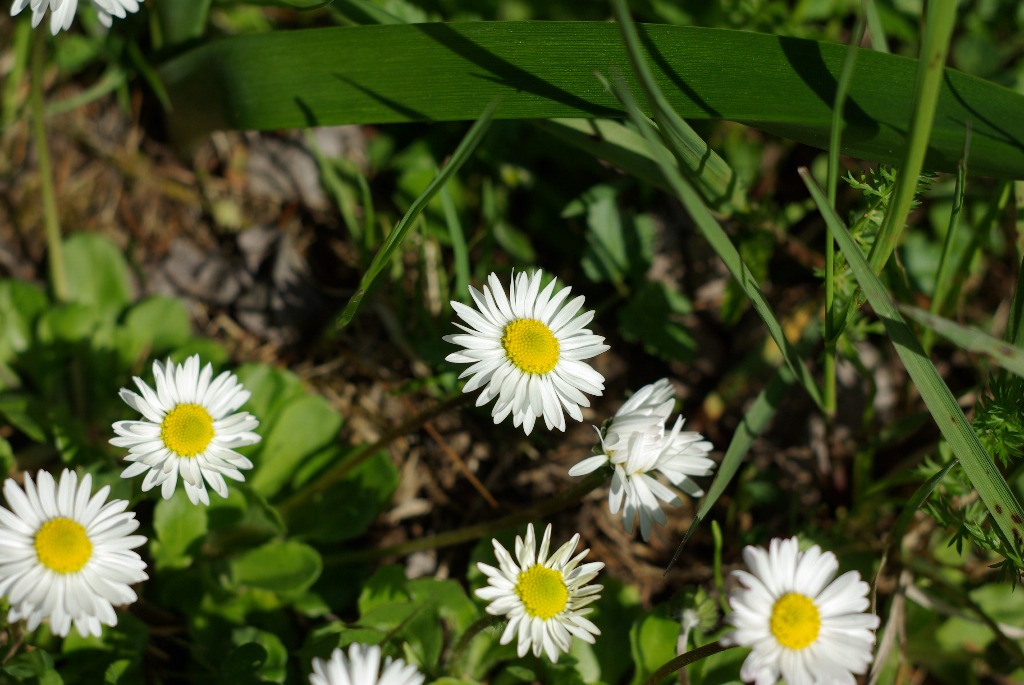 Imgp1132.jpg