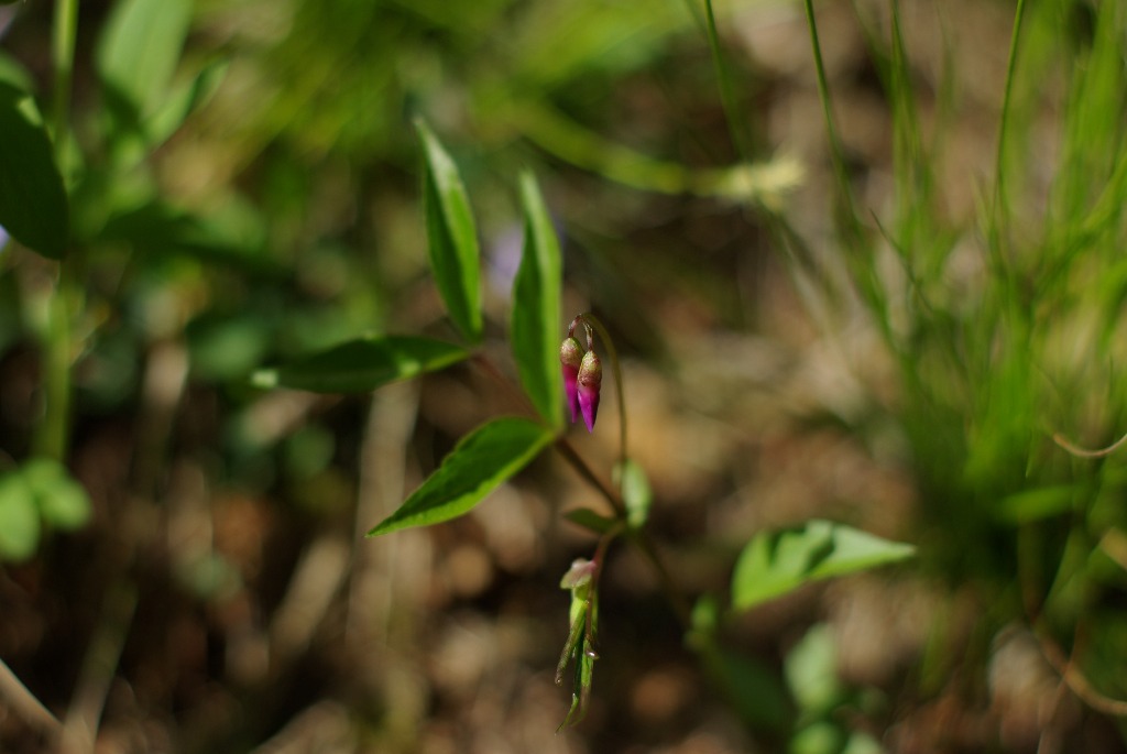 Imgp1133.jpg