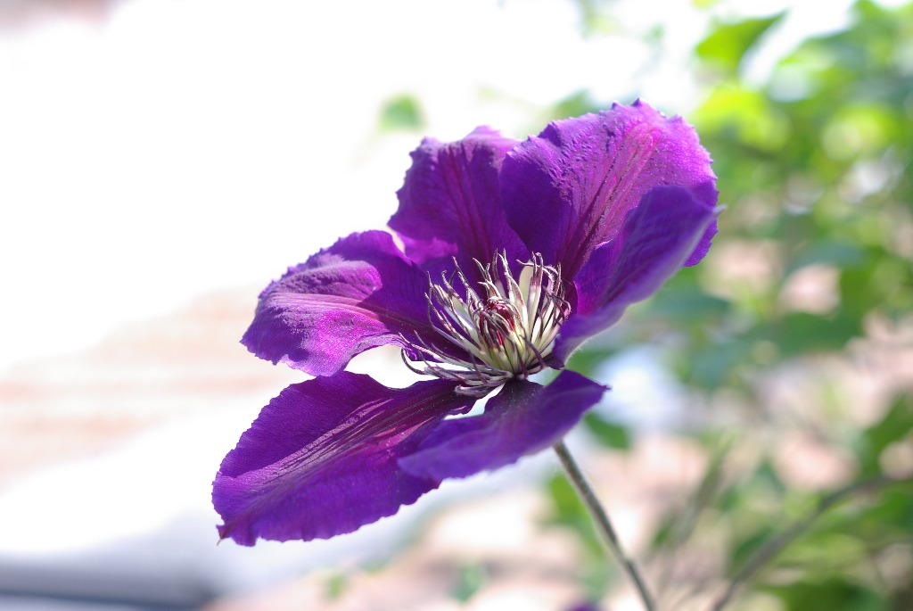 Imgp1185.jpg