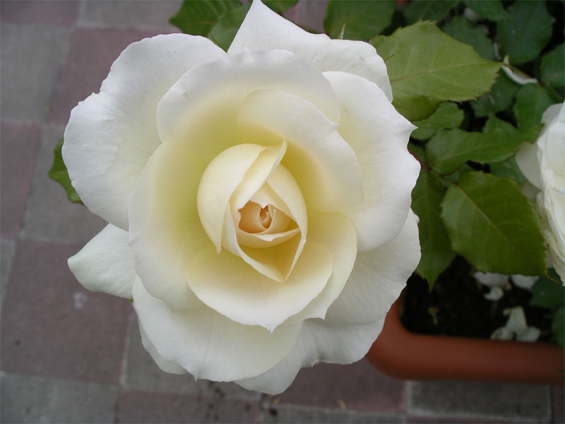 IMGP1465.jpg