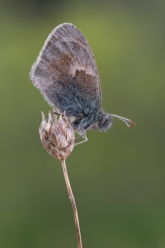 IMGP3451-Modifica.jpg