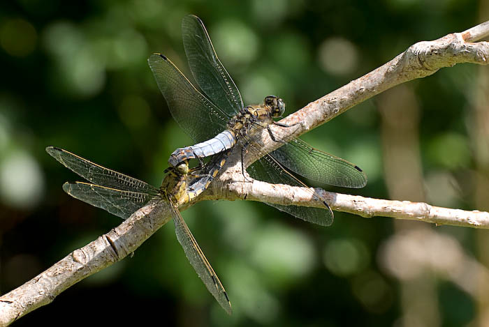 IMGP4904-Edit.jpg