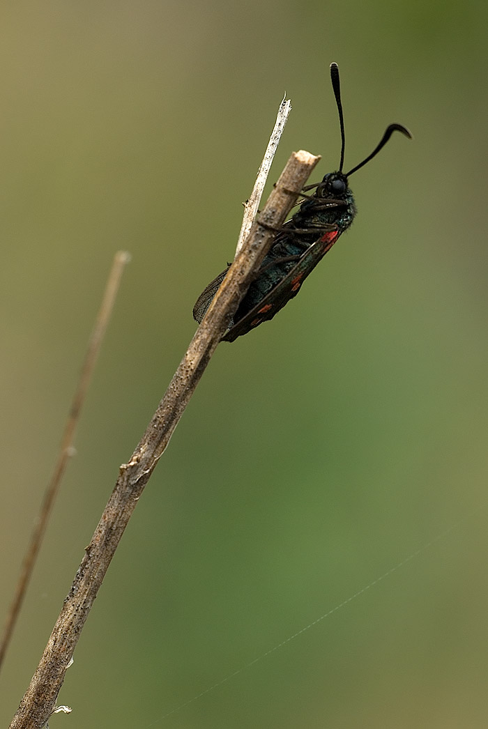 IMGP5030-Edit.jpg