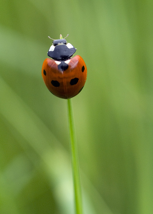 IMGP5178-Originale.jpg