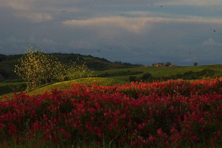 IMGP7993-5.5.jpg