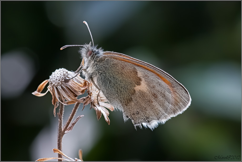 IMGP8106-Modifica.JPG