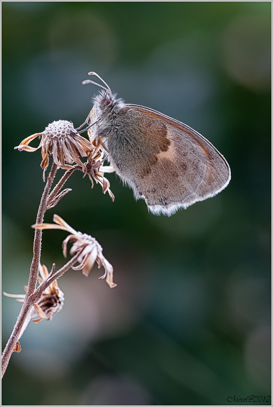IMGP8114-Modifica.JPG