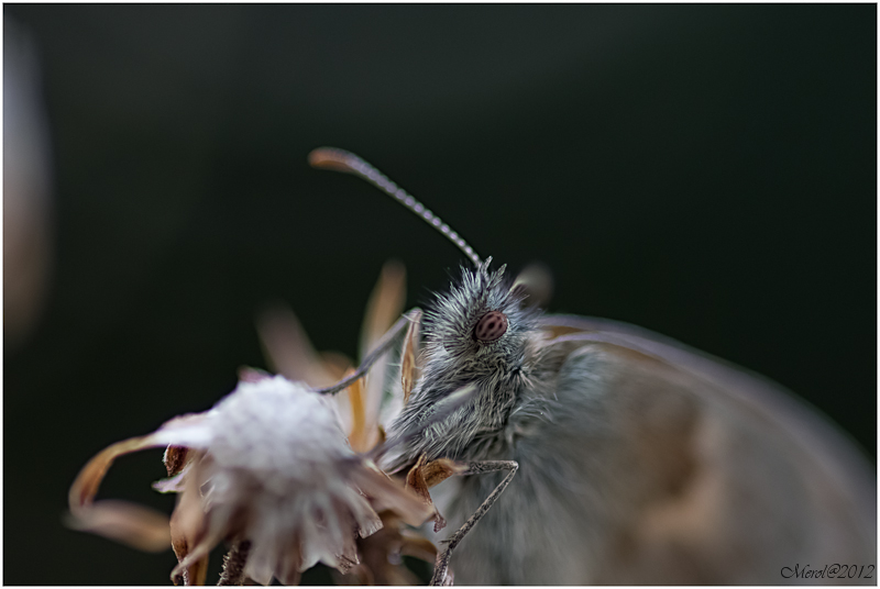 IMGP8124-Modifica-5.JPG